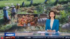 广西贺州生姜大丰收 产业发展“有姜来”